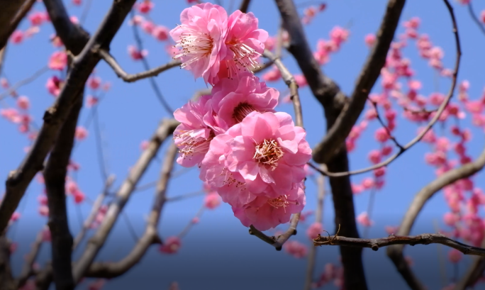 春天绿色阳光花草树影