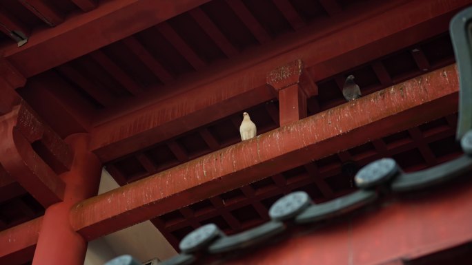 寺庙阳光下的鸽子白鸽