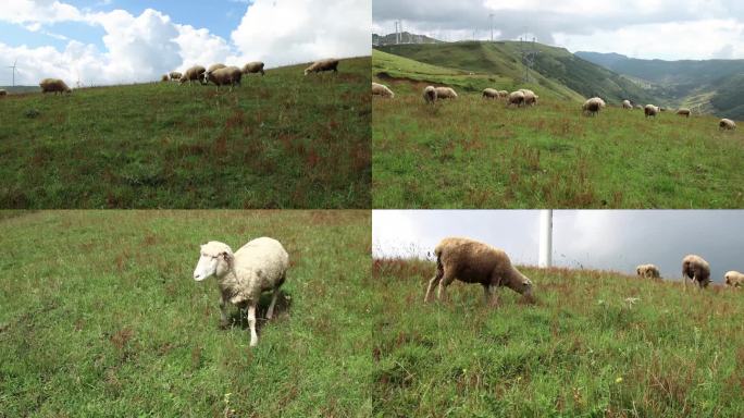 B302赖石山上的羊群