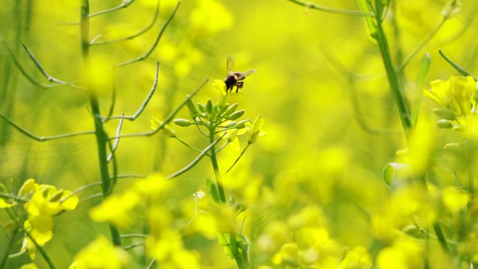野蜜蜂在油菜花朵上采蜜授粉升格