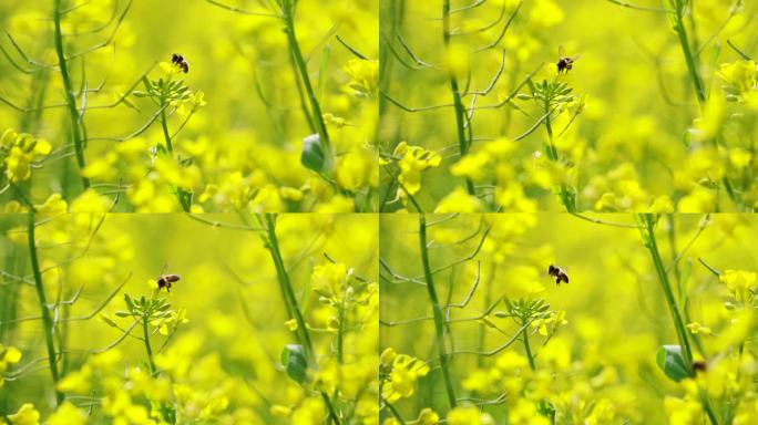 野蜜蜂在油菜花朵上采蜜授粉升格