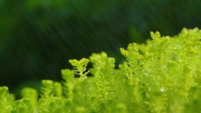 春天花开空镜春色春日春分嫩芽花朵蜜蜂采蜜