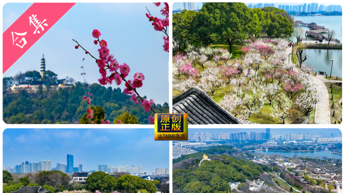 苏州上方山石湖梅花园