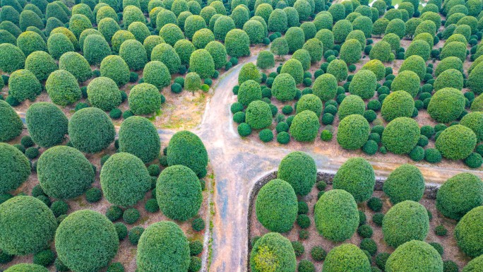 园林苗圃艺术航拍