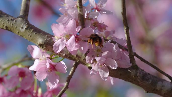 春天樱花飘落蜜蜂采蜜采集花粉升格慢镜头