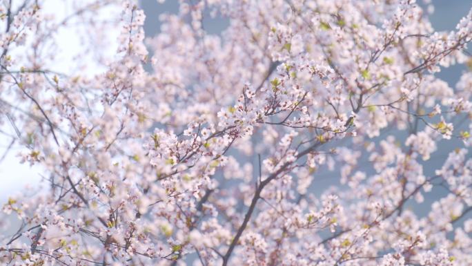 春季杏花