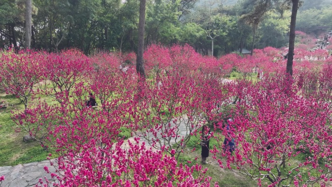 4K拍摄 南宁青秀山桃花盛开满山红