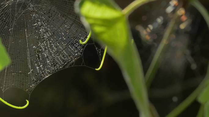 蜘蛛网-绿芽