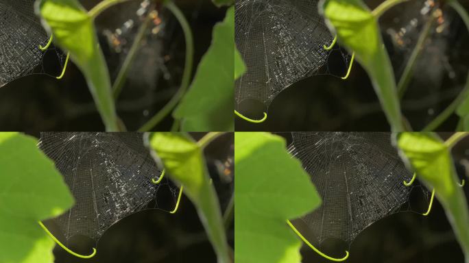 蜘蛛网-绿芽