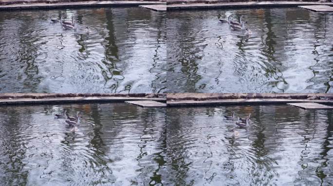 鸭子 戏水 天鹅 鹅 鸳鸯