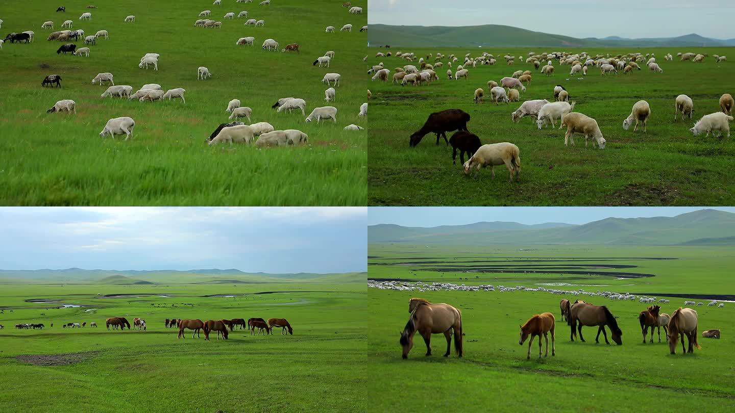 呼伦贝尔莫日格勒河的羊群 牛群 马群吃草