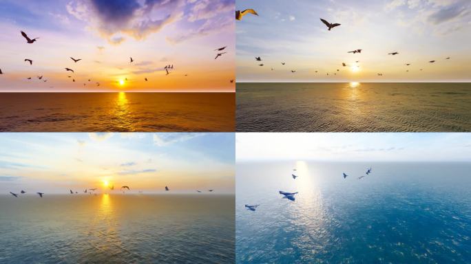 大自然和谐生态-海鸥自由飞翔