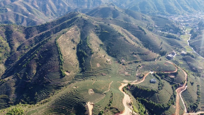 高山茶林 群山茶园 万亩茶山航拍