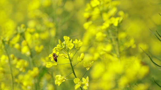 野蜜蜂在油菜花朵上采蜜升格