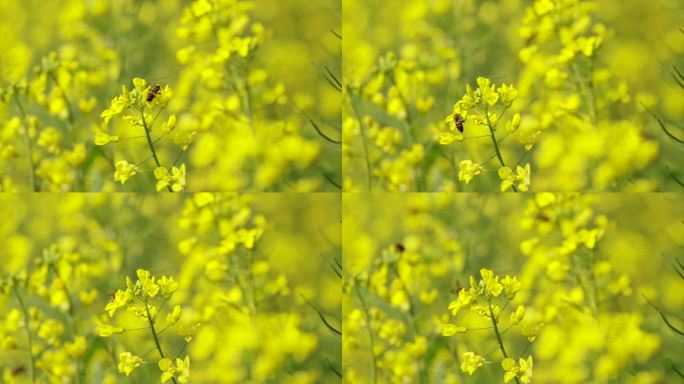 野蜜蜂在油菜花朵上采蜜升格