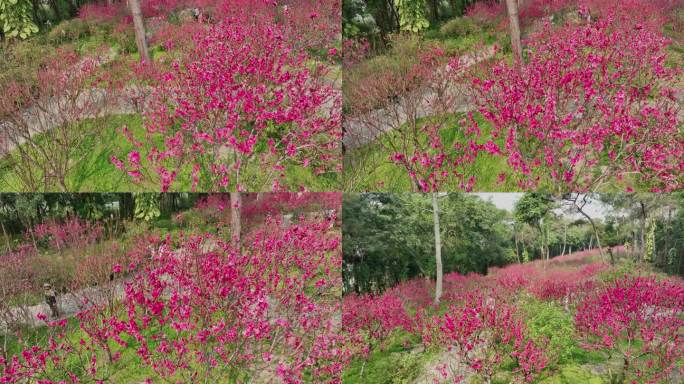 4K拍摄 南宁青秀山桃花坞桃花盛开