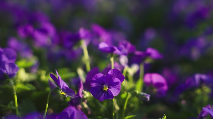 阳光下的花近景特写