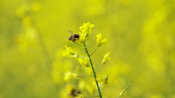 野蜜蜂在油菜花朵上采蜜授粉升格