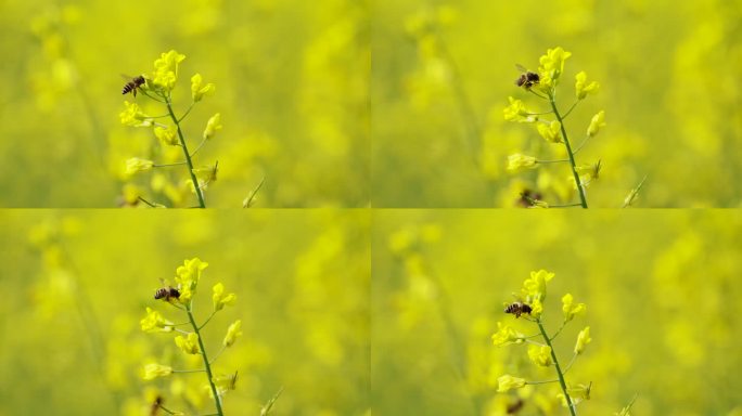 野蜜蜂在油菜花朵上采蜜授粉升格