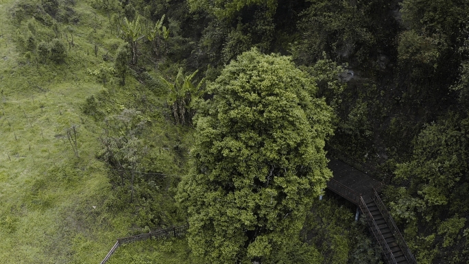 千年茶王原始森林阴雨天国家地理