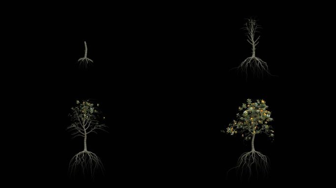 桔子树生长植物根茎生长（自转）