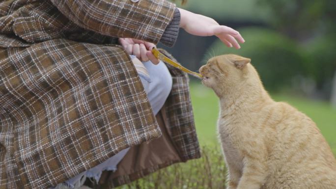 喂猫 橘猫 流浪猫