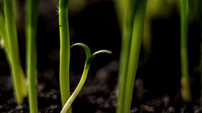 植物生长