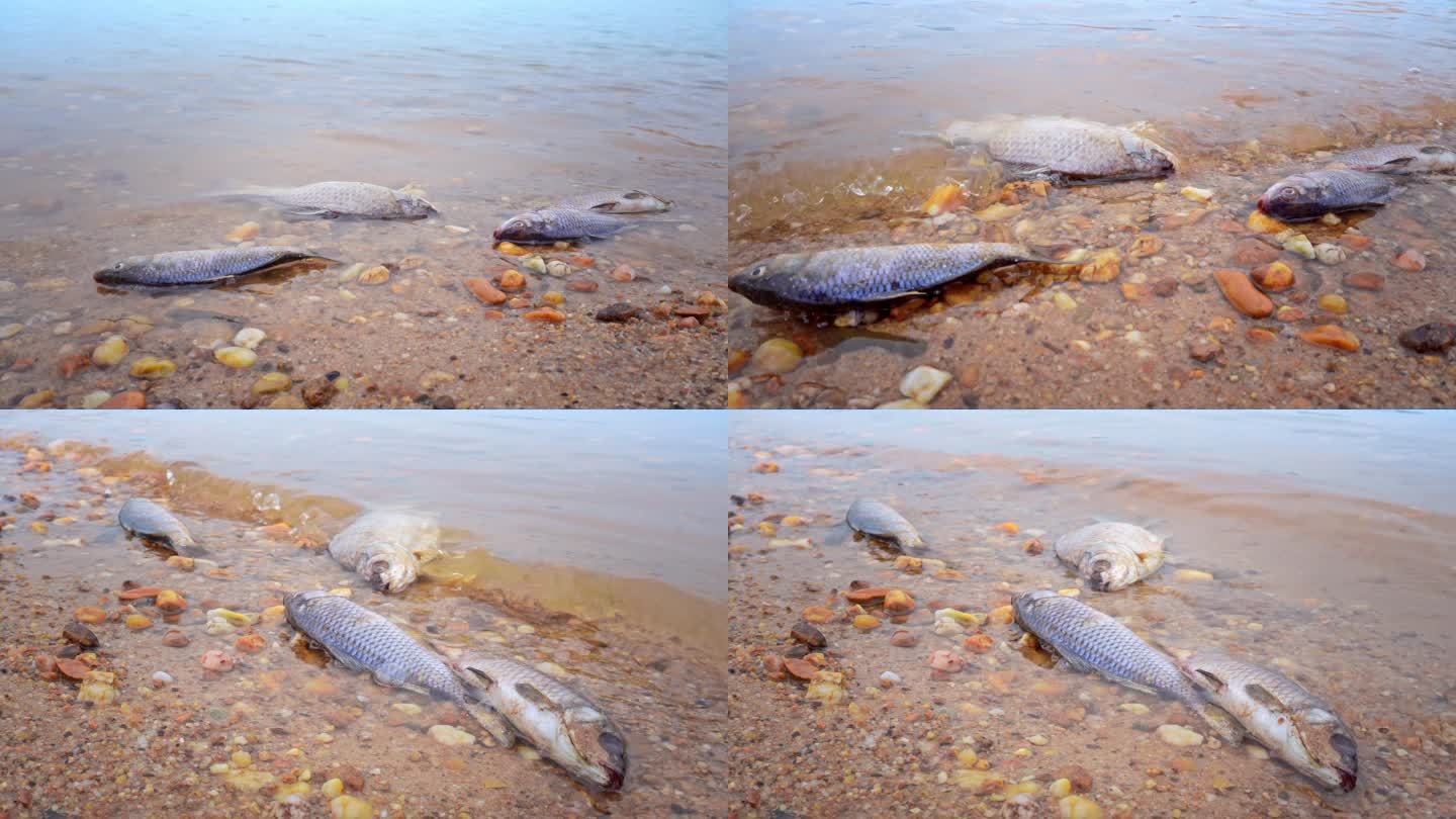 河边大量死鱼