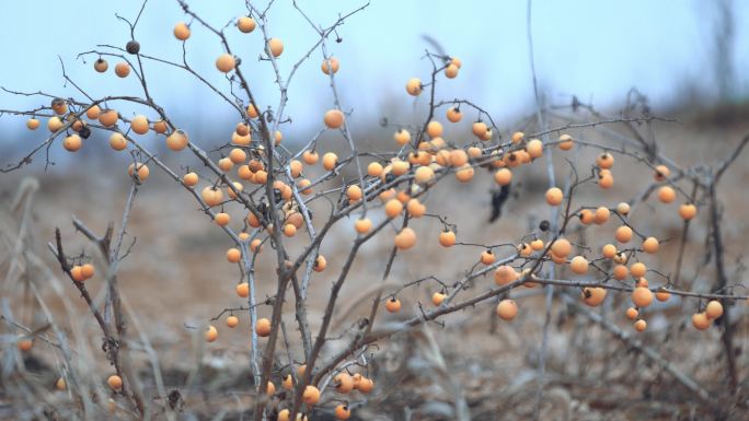 野果子植物种子