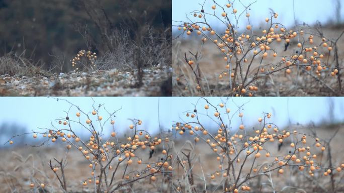 野果子植物种子