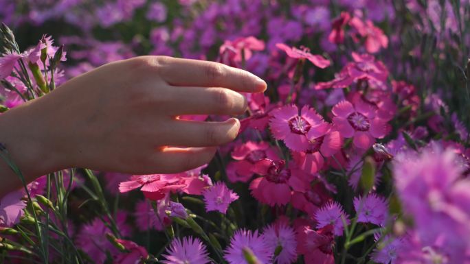 手抚摸花朵