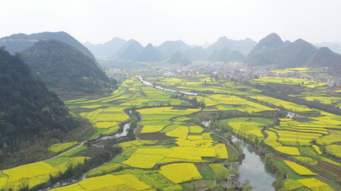 安顺鲍家屯油菜花