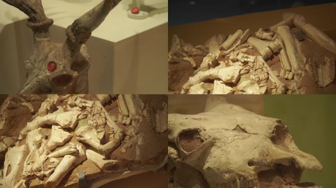 镜头合集科学家挖掘远古动物恐龙骨架(1)