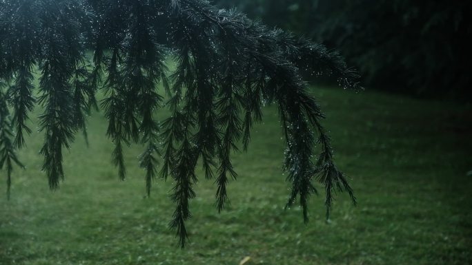 雨中雪松