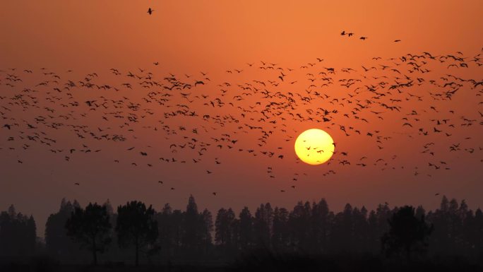 极其壮观的候鸟穿日