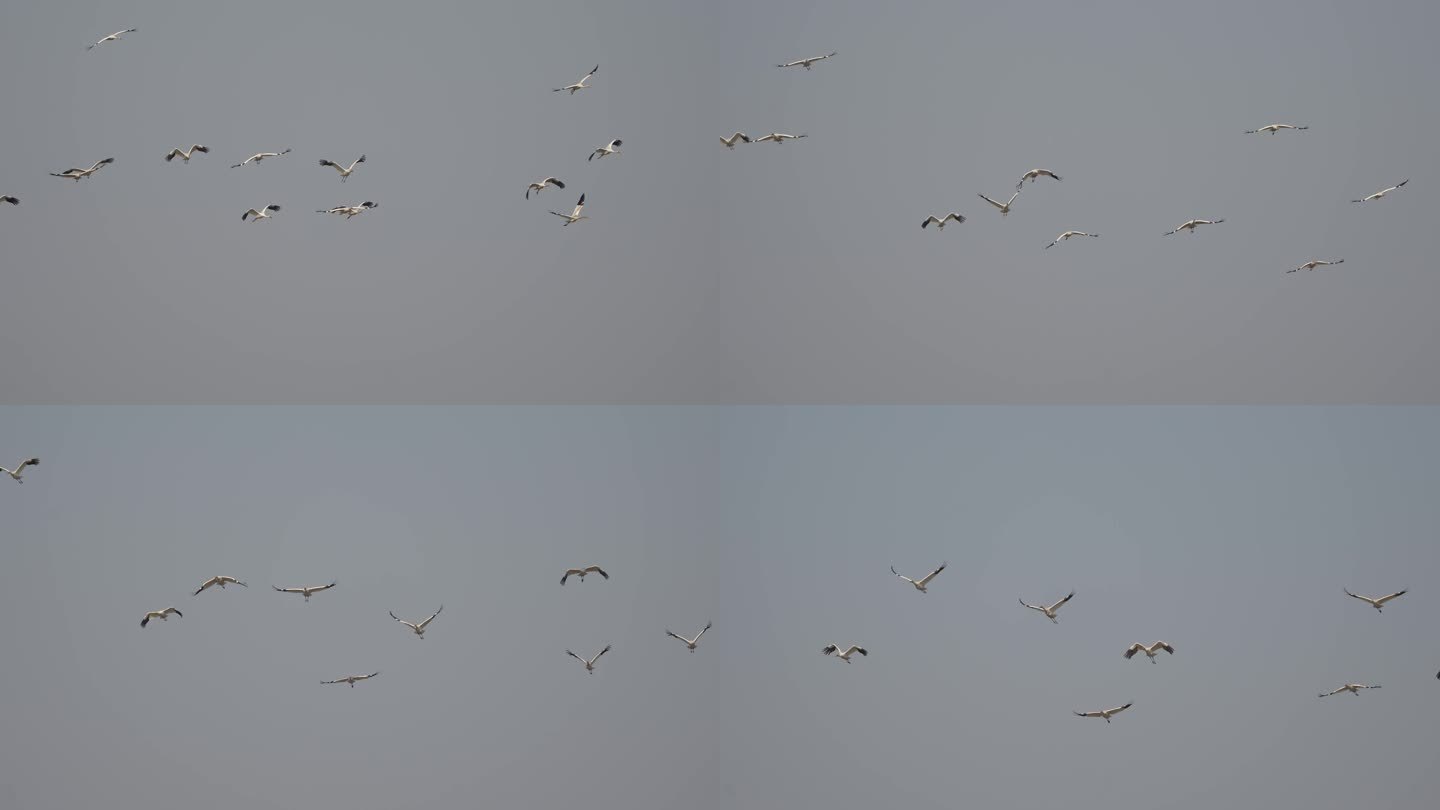 十多只白鹤翱翔