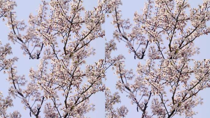 春季杏花