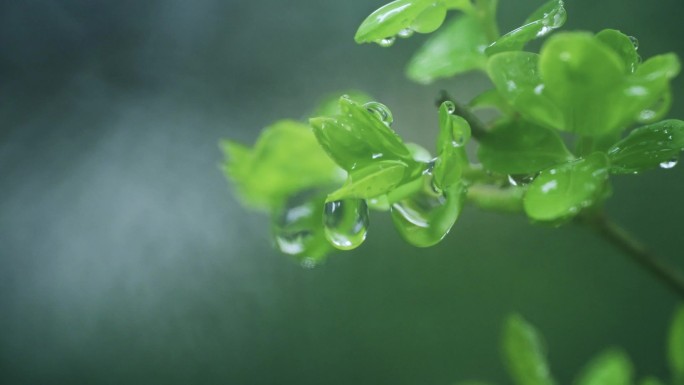 高清植物水滴滑落