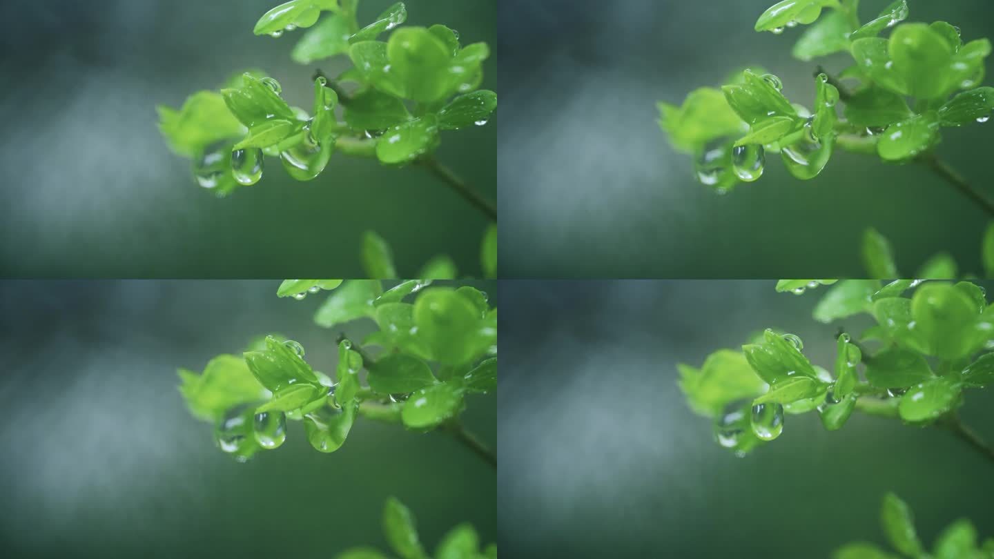 高清植物水滴滑落