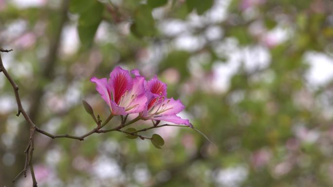 绝美的广州海珠湿地公园宫粉紫荆花 4K