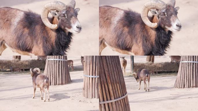 羚羊 野生动物 羊 羊驼 自然 动物