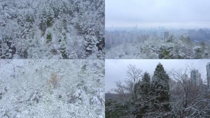 大雪 雪景 下雪 贵阳雪景 南方城市雪景