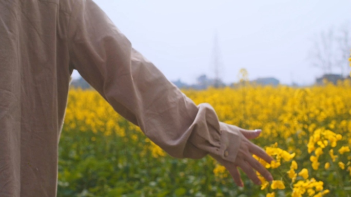 手在油菜花花朵上轻轻滑过