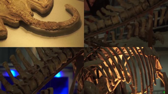 镜头合集古生物恐龙骨架化石标本(2)