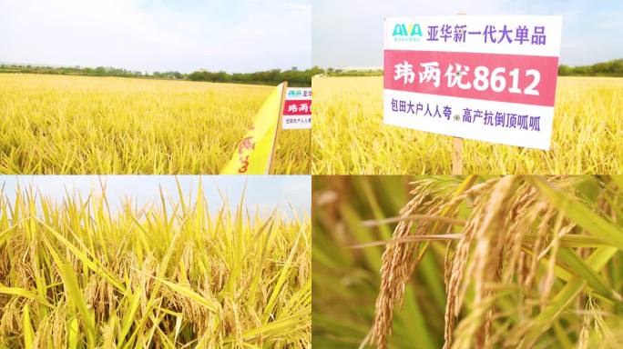 定远县优质水稻田