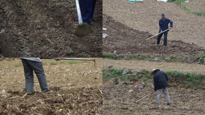 传统玉米种植盖土翻土埋种子埋化肥