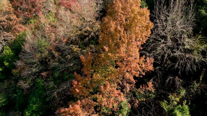 枫叶林红叶航拍秋天阳光枫叶枫树秋天风景