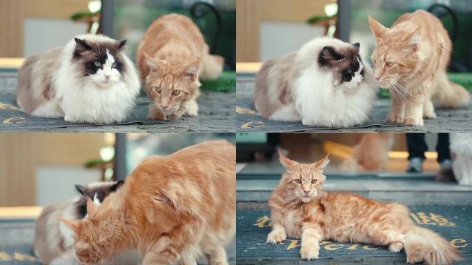 猫咪、小猫、白猫、猫咪生活日常