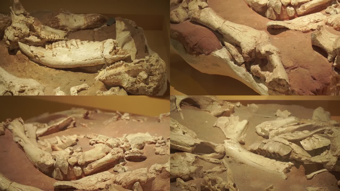 镜头合集科学家挖掘远古动物恐龙骨架(2)