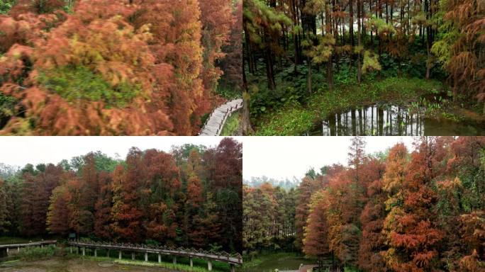 5K航拍深圳洪湖公园彩虹桥城市风景片头